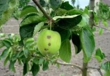 Prognoza zagrożenia przez parcha jabłoni w sezonie 2012