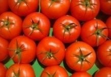 Więcej pomidorów we Francji