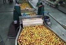 Unijny rynek jabłka