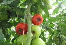 Sucha zgnilizna wierzchołków owoców – aktualny problem