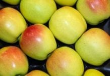 Jakie odmiany jabłoni sadzi się w Europie?
