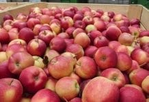 Znamy już prognozę zbiorów jabłek i gruszek w 2016 r. (dane TRSK)