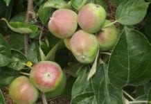 Dokarmianie sadów jabłoniowych po opadzie świętojańskim