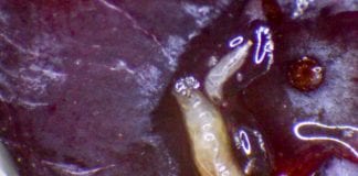 Muszka plamoskrzydła – mały szkodnik, wielki problem