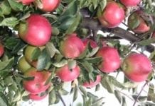 Ocena stanu odżywienia drzew owocowych