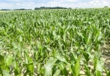 W uprawie kukurydzy – fosfor na dobry start