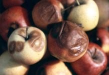 Ochrona owoców przed chorobami przechowalniczymi