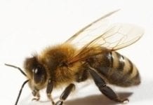 Pszczoły na dachu – hotelowy pomysł na ekologię