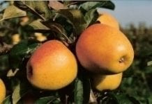 Włosi zwiększają eksport jabłek poza UE