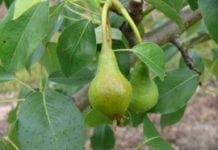 Problemy w nawożeniu jabłoni i gruszy