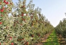 Polskie jabłonie już rosną w Kazachstanie