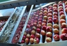 USDA: Polskę czeka spadek eksportu jabłek i wyższy import