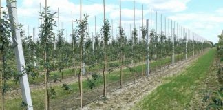 Jakich drzewek potrzebują polscy sadownicy?