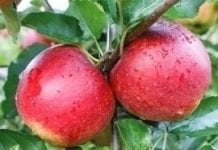 Eksportowe odmiany jabłoni