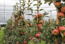 O jabłkach w Klein- Altendorf