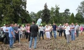 O odmianach cebuli w Kościuszkowie