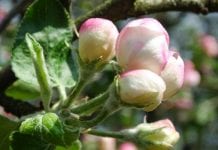 Krio-Flor – preparat zwiększający okresową odporność roślin na przymrozki