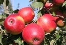'Ligolina' – polska odmiana jabłoni