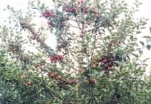 Moszczowe odmiany jabłoni do produkcji cydru
