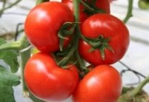 Odmianowe propozycje pomidorów do tuneli…