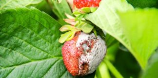 Choroby truskawki i krzewów owocowych