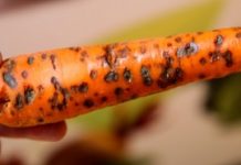 O nowej chorobie marchwi