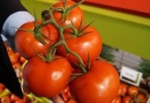 Nowe odmiany pomidora