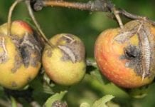 Parch jabłoni – wczesnowiosenne zagrożenia i właściwa ochrona