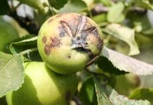 Nowy fungicyd w ochronie jabłoni i gruszy