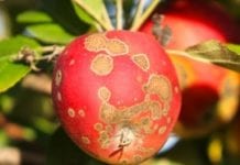 Parch jabłoni – podsumowanie ostatniego sezonu