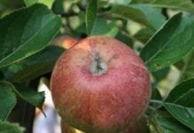 Zwalczanie parcha jabłoni w praktyce