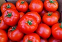 Spadek ukraińskiego eksportu pomidorów