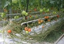 Ważne w produkcji pomidorów jesienią