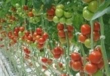Eksport ukraińskich warzyw wzrósł o 53%