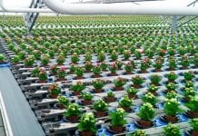 Regulatory wzrostu roślin