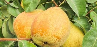 Gruszka ‘Rocha’ – najważniejszy owoc eksportowy Portugalii