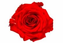 Róże – czerwone wciąż najważniejsze