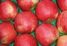 Ciekawe odmiany jabłoni w dąbrowickim sadzie