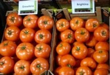 Pomidorowa konferencja w Serocku