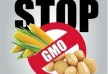 Rozpoczyna się akcja informująca o zakazie upraw GMO