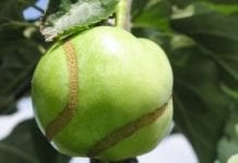 Szkodniki pąków i zawiązków drzew owocowych