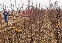 Produkcja drzewek jabłoni a zbiory jabłek w Polsce