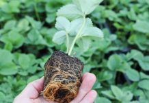 Jak dbać o plantację truskawki zakładaną jesienią?