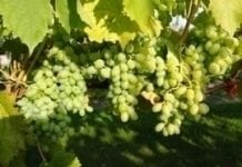 Powrót do tradycji winiarskich Ziemi Sandomierskiej