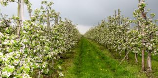 O ochronie na XXX Święcie Kwitnącej Jabłoni w Samborcu