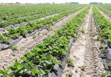 Zastosowanie agrowłóknin na plantacji truskawki