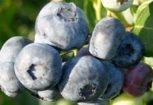 Ceny owoców jagodowych na Ukrainie