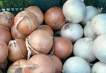 Holandia: kryzys handlu cebulą