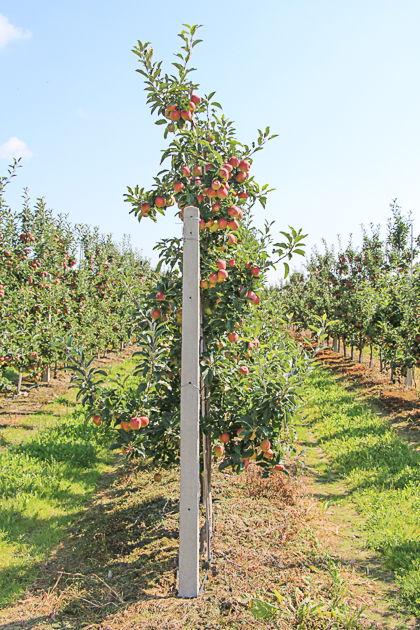 Cięcie jabłoni - dobre doświętlenie owoców