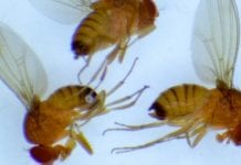 Możliwości walki biologicznej z Drosophila suzukii